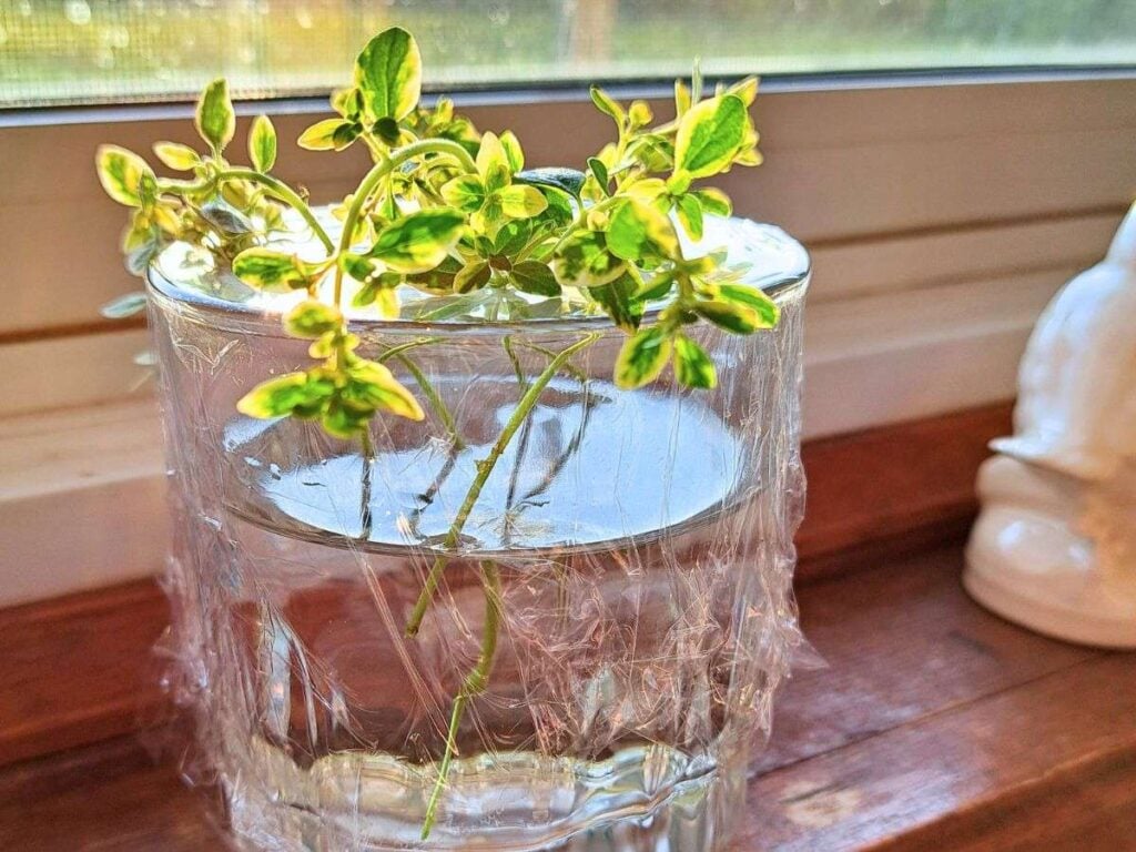 Thyme cuttings in a clear glass of water sitting on a wooden windowsill.