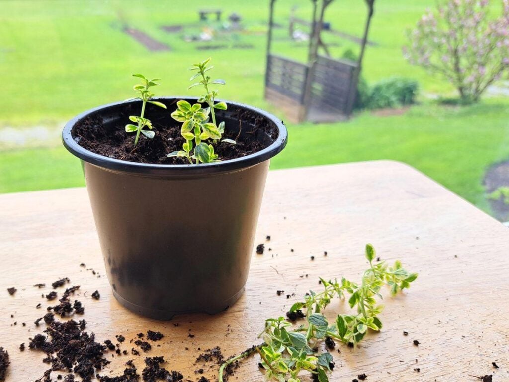 A close up of herb cuttings growing in a small black pot of soil. In the background you can see a backyard garden surrounded by green grass.