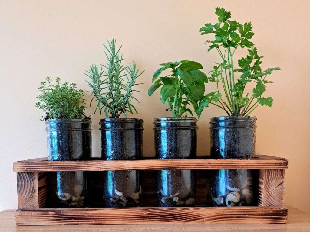 Close up of an indoor mason jar herb garden growing on the kitchen counter.
