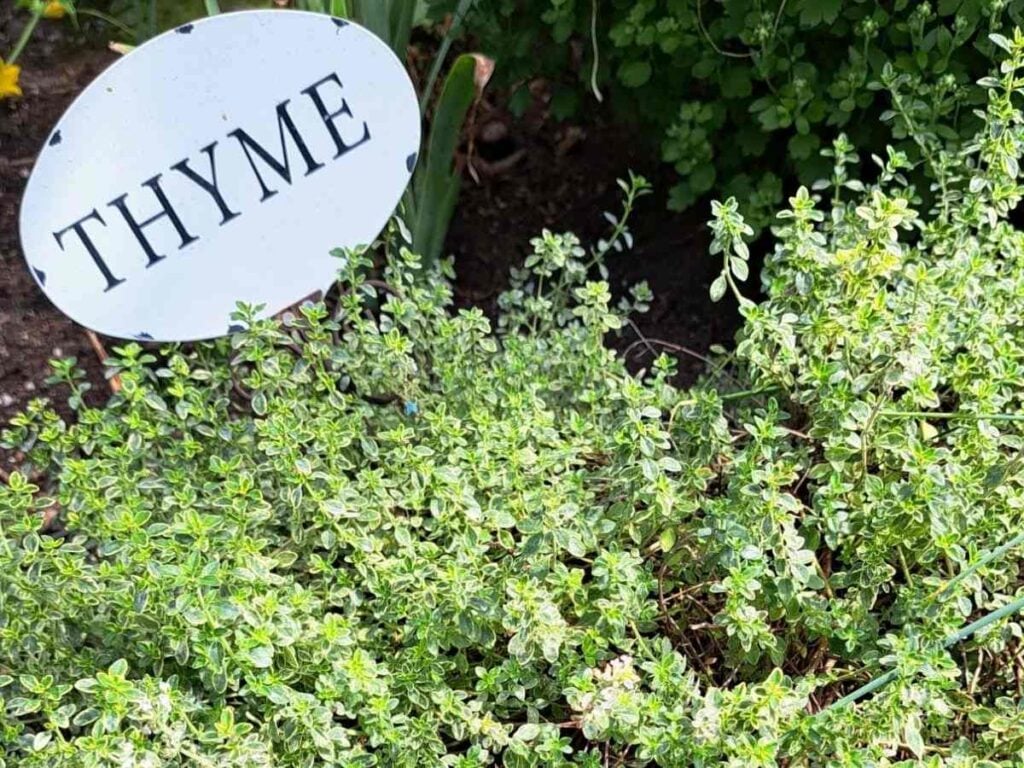An overgrown thyme plant that needs to be pruned. There is also a large white and black plant label in the upper left.
