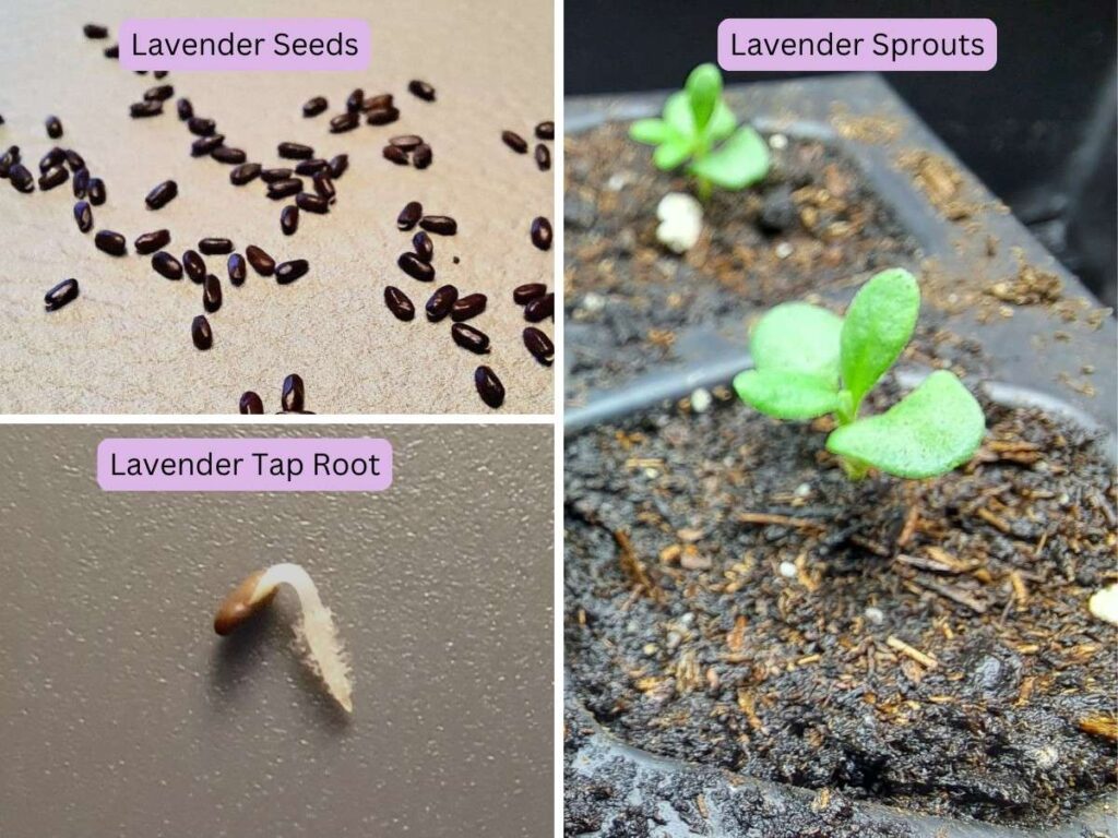 A collage of images showing the progression from a lavender seed to a lavender sprout.