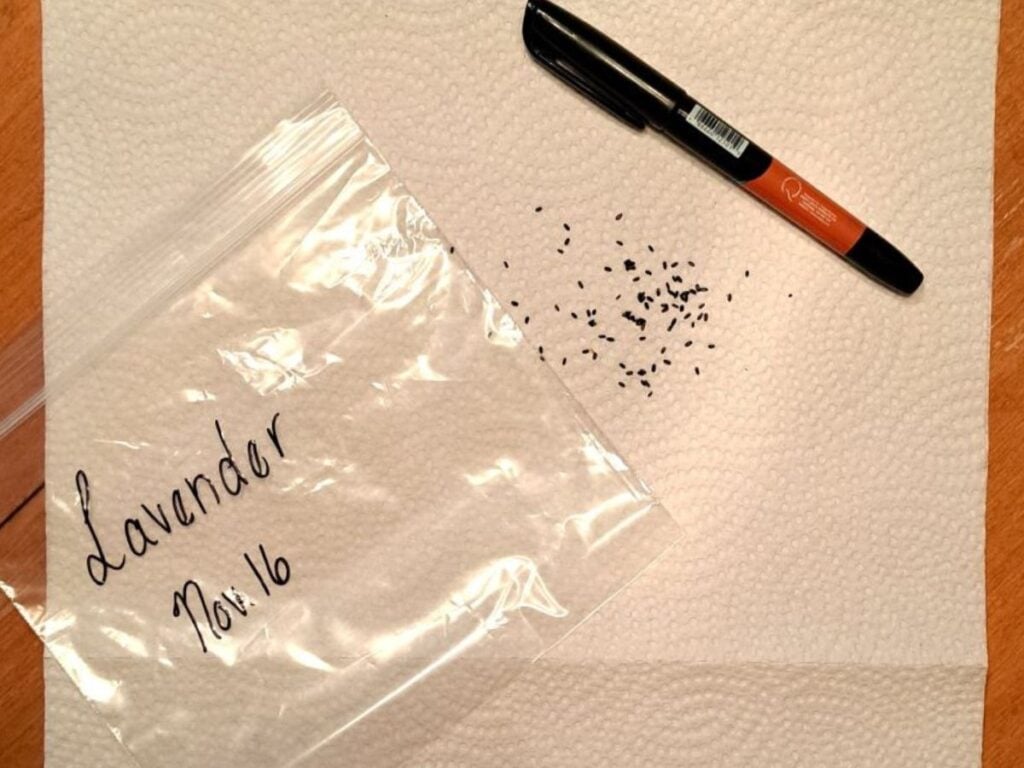 Items gathered on a wooden table for growing lavender from seed in paper towel.