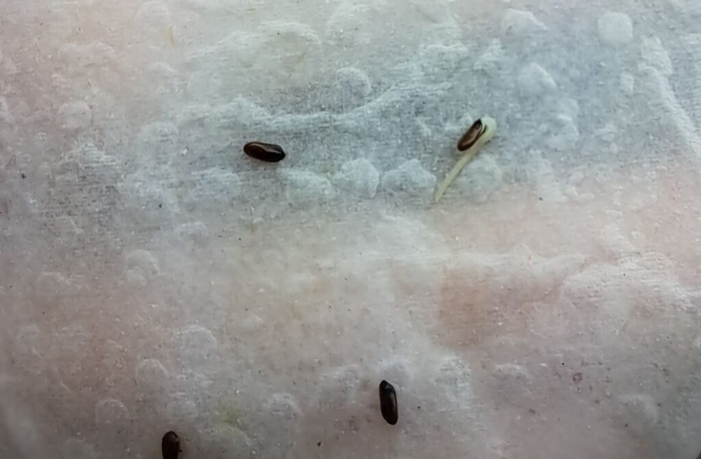 A close up of a germinated lavender seed on a wet paper towel.