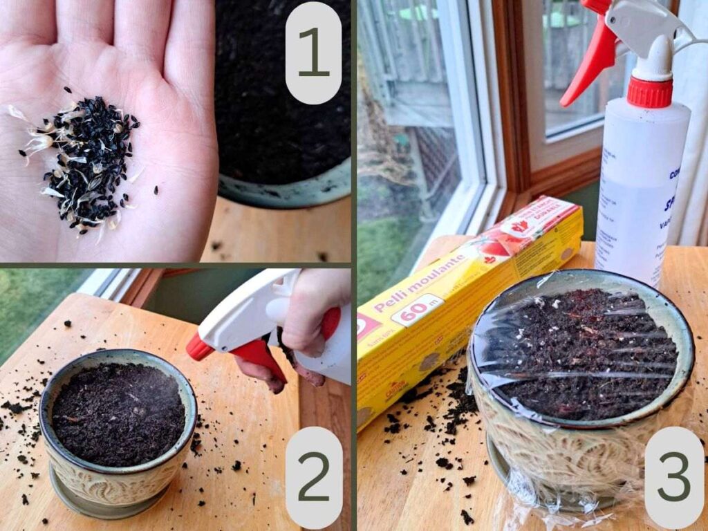 Three images showing the steps to growing chives in pots from seeds.