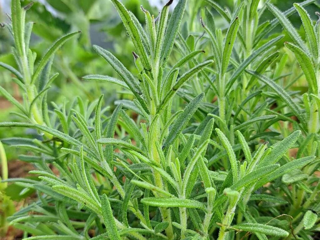 A close up of bushy rosemary stems growing out in the garden.