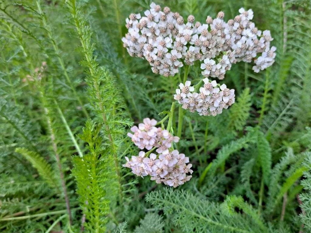 A close up of white yarrow flowers and leaves.