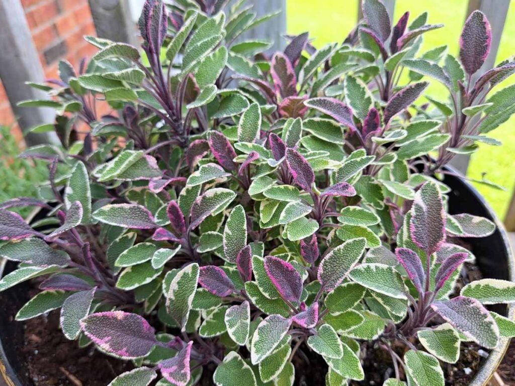 Tri-colour sage growing in a container on the balcony.