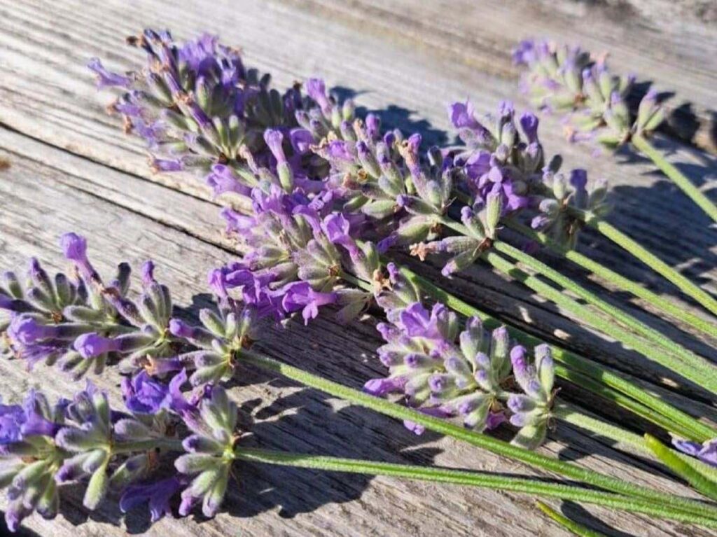 Cut purple lavender flowers laying on a wooden surface.