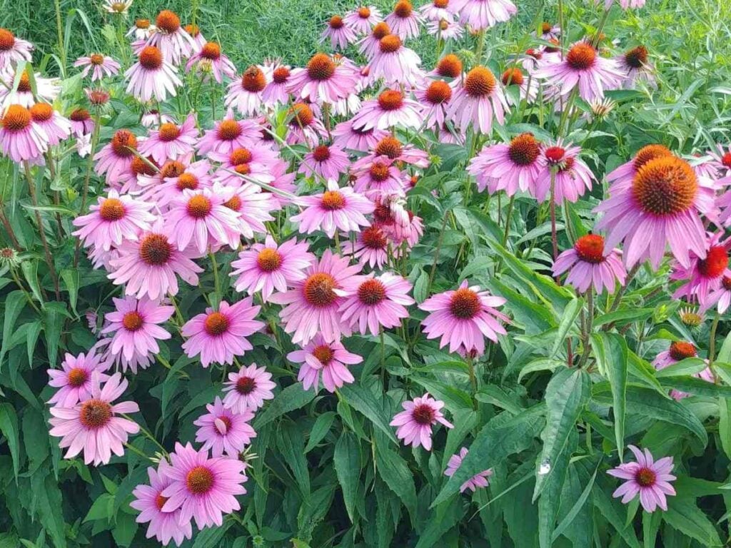 A close up of echinacea growing outside in the garden.