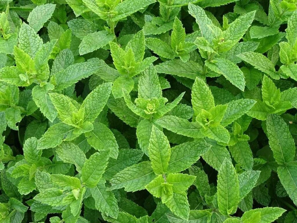 A top down view of mint leaves growing on bushy stems.