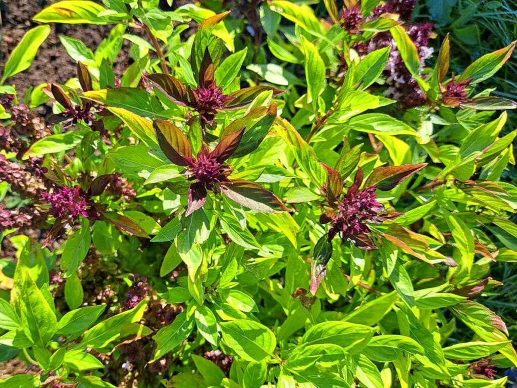 Thai basil growing int he garden with dark purple flowers.
