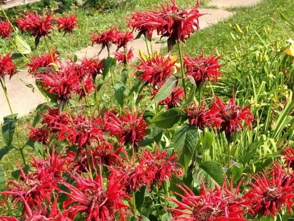 a close up of red bee balm growing next to a garden path