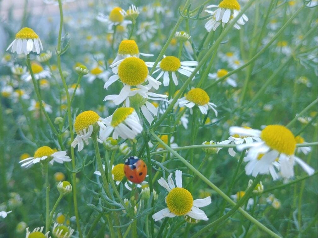 Chamomile flowers growing in the garden with a lady bug on them.