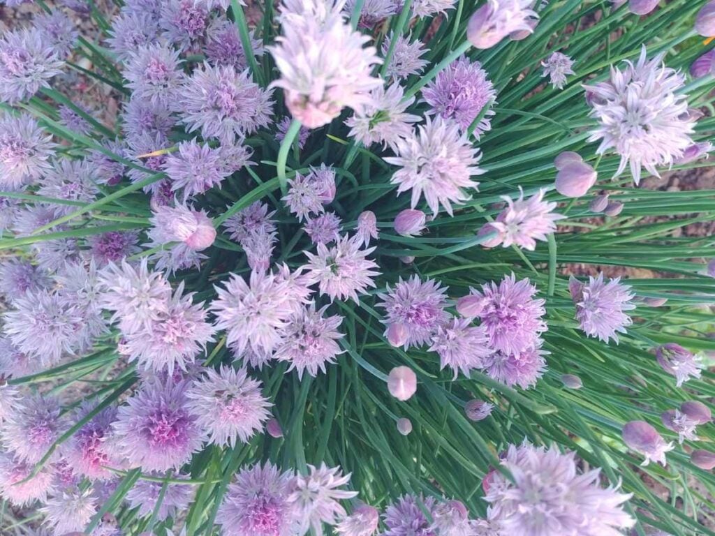 A close up of chive blossoms growing in the garden.