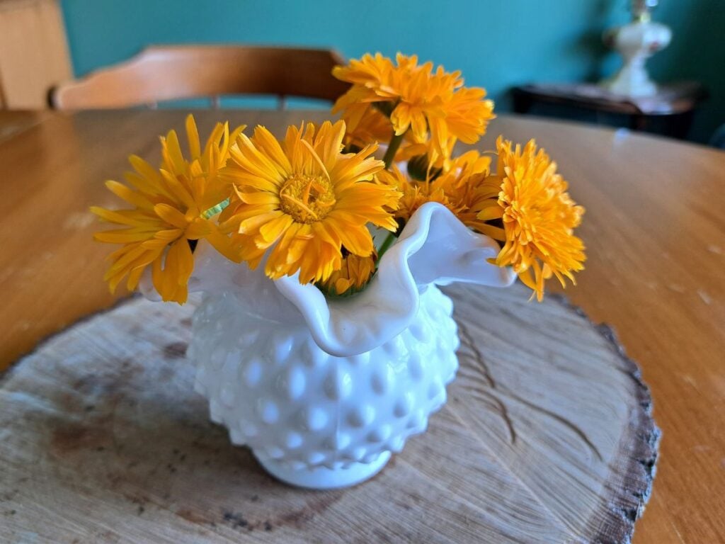 A small milkglass vase with calendula sitting on a wooden dining room table.