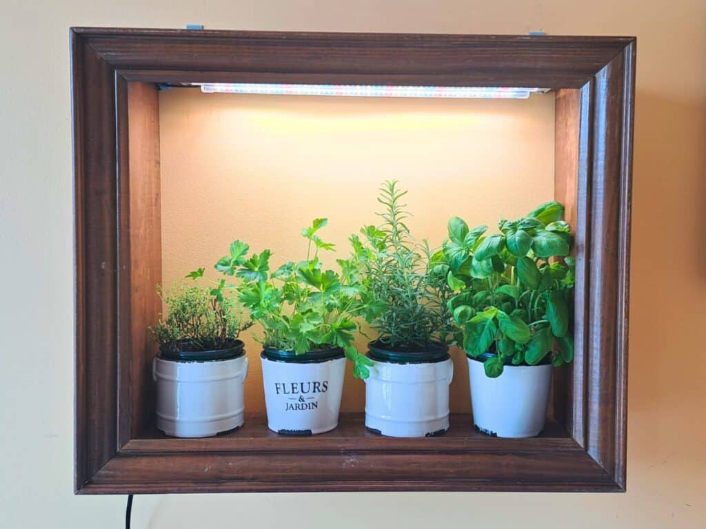 A kitchen wall herb garden on the wall with thyme, parsley, rosemary, and basil growing inside.