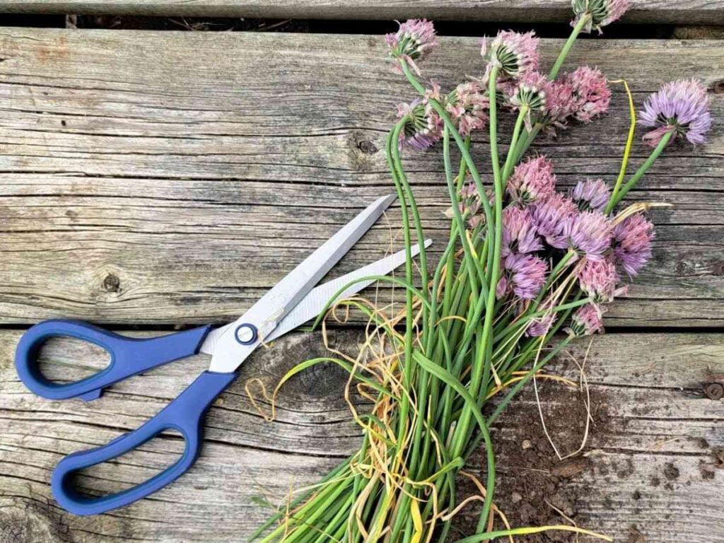 Freshly cut chives with purple flowers laying on wooden surface with scissors beside them.