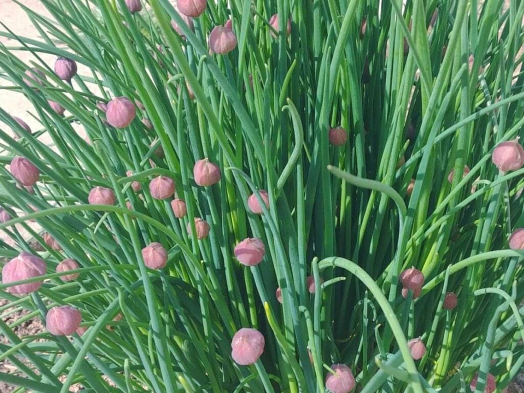 A chive plant growing outside in the garden with flower buds on it.