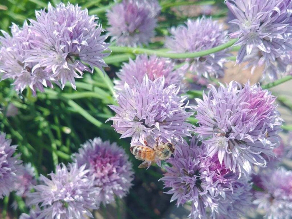 Honey bee collecting nectar from purple chive flowers.