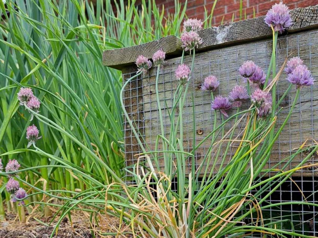 Wilted chives that area ready to be cut back after flowering.