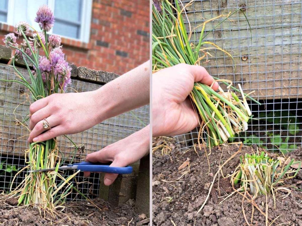 Woman cutting chives back after flowering with blue handled scissors.