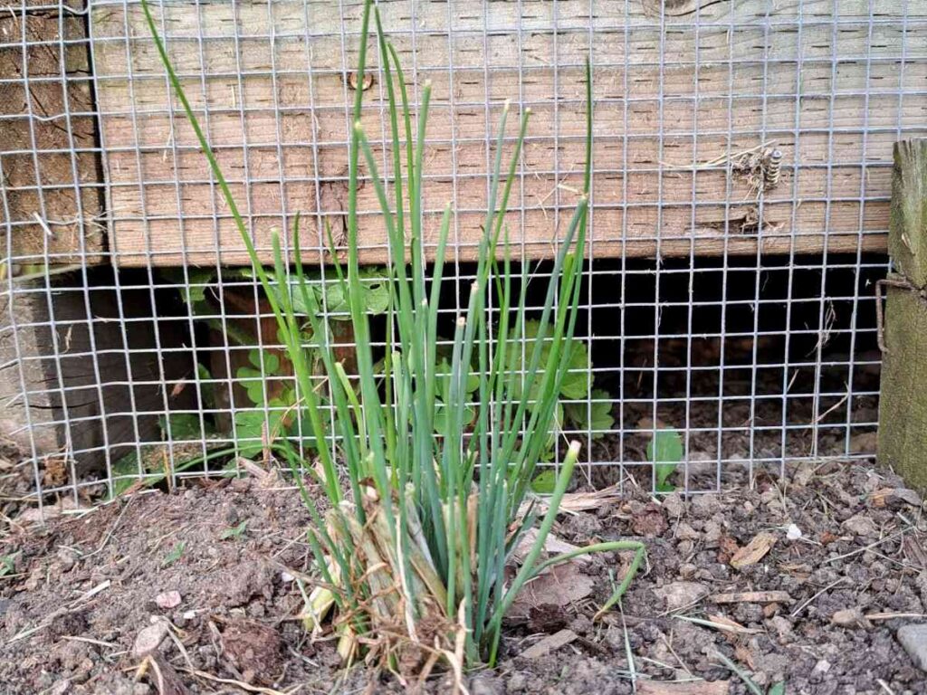 Garden chives regrowing in the garden after being cut back.