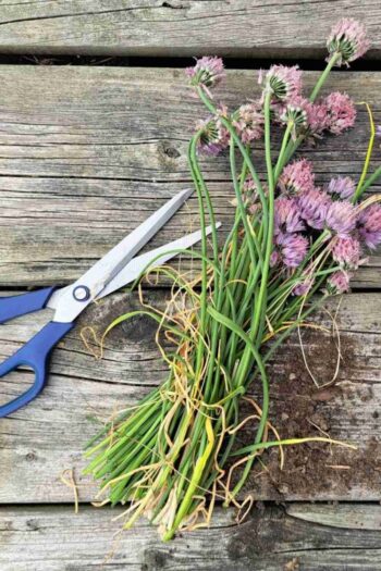 Fresh cut chives with purple blossoms laying on a wooden surface with scissors beside them.