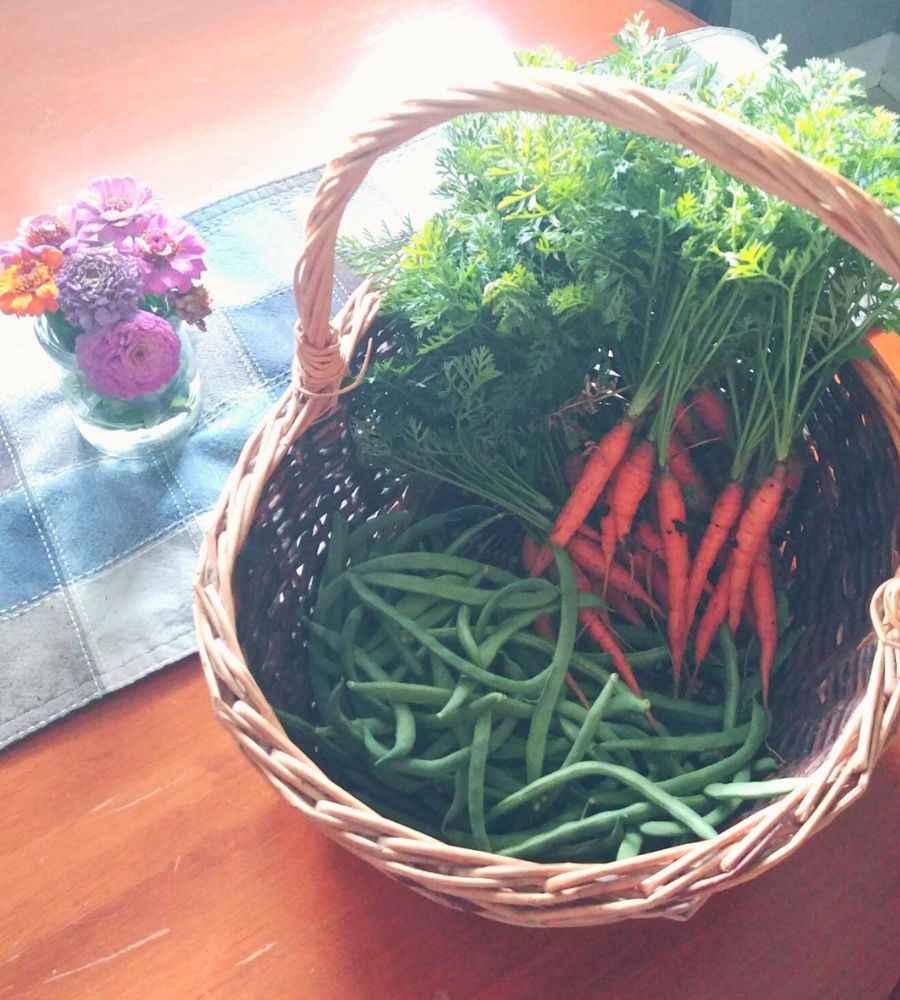 Harvest of green beans and carrots in a basket on the kitchen table.
