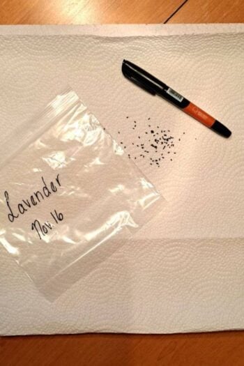 Materials gathered for germinating lavender seeds in paper towel.