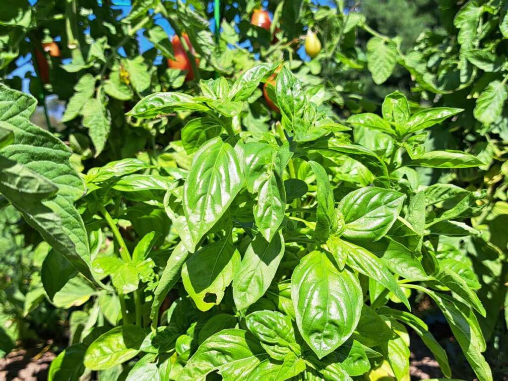 Genovese basil plant growing out in the vegetable garden beside tomatoes.