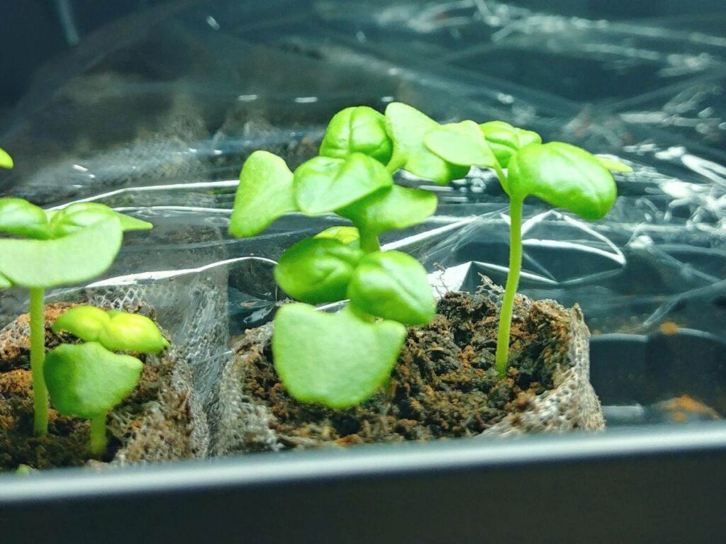 Basil sprouts growing indoors in peat pellets.