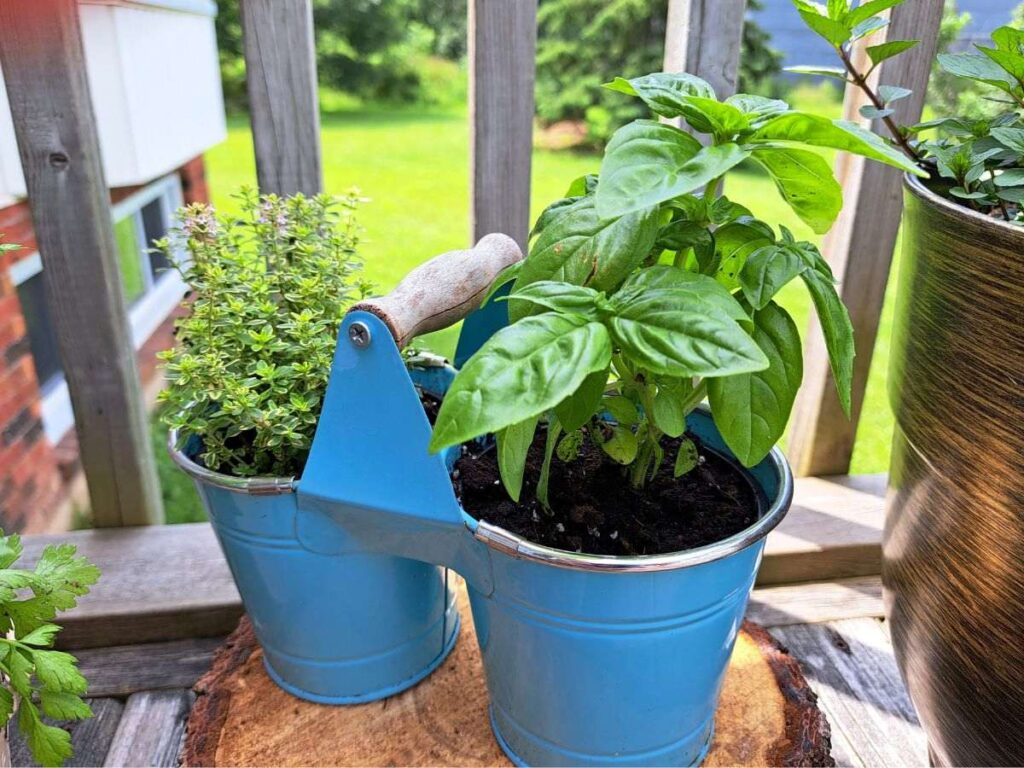 Basil and thyme growing in small blue pots out on the balcony.