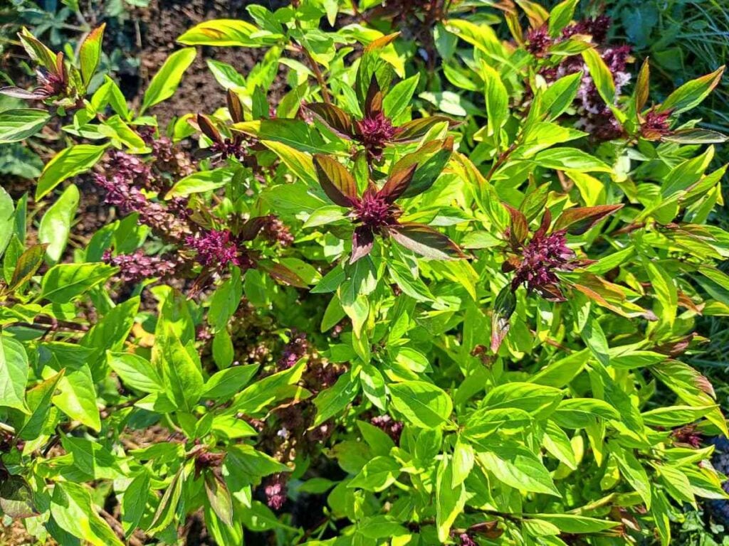 A Thai basil plant with purple flowers growing out in the herb garden.