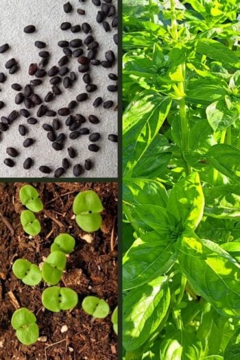 A collage of three images showing basil seeds, basil sprouts, and a mature basil plant.