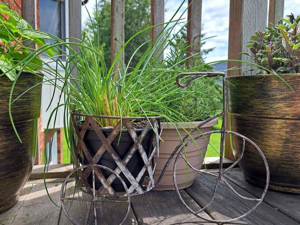 Chives growing in a pot on the balcony.