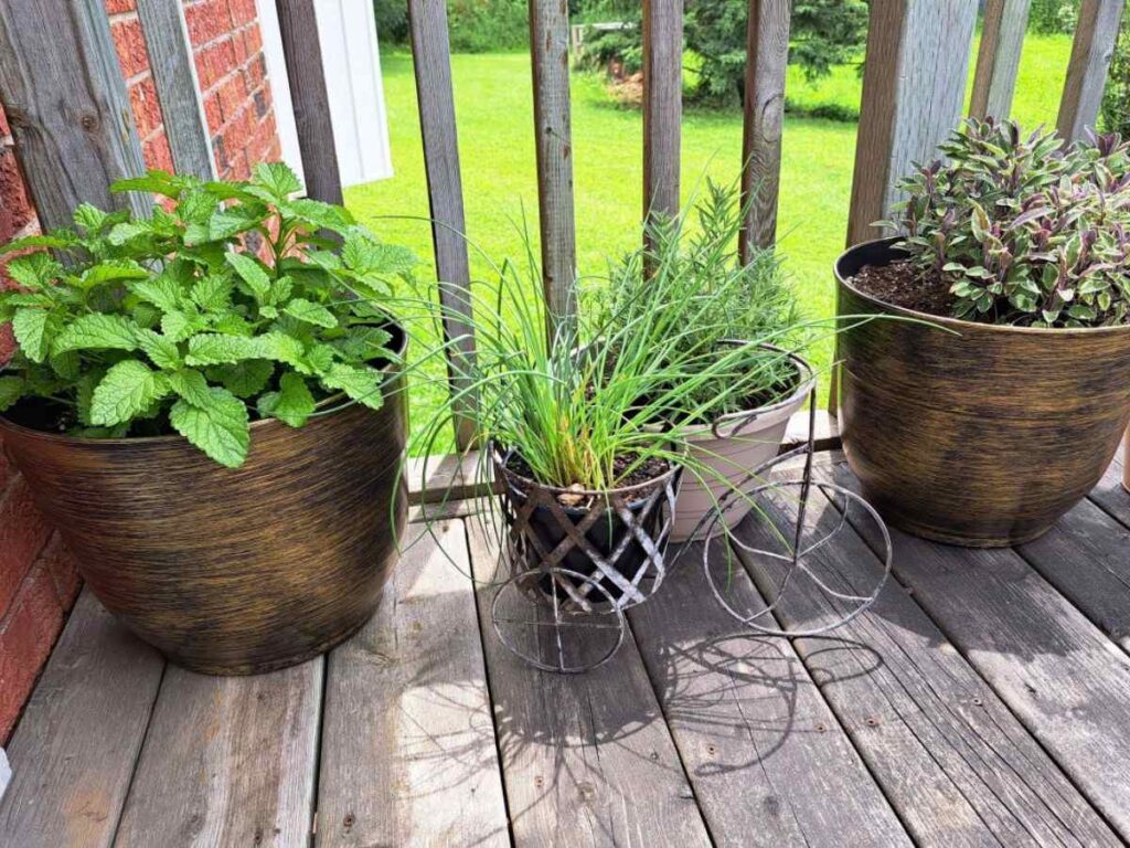 Chives, Sage, Rosemary, and lemon balm growing in pots on the balcony.