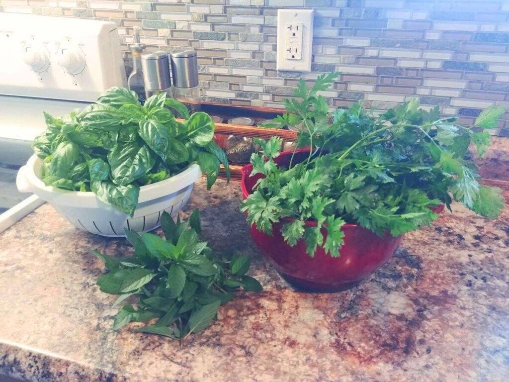 Fresh picked herbs in bowls sitting on the kitchen counter.