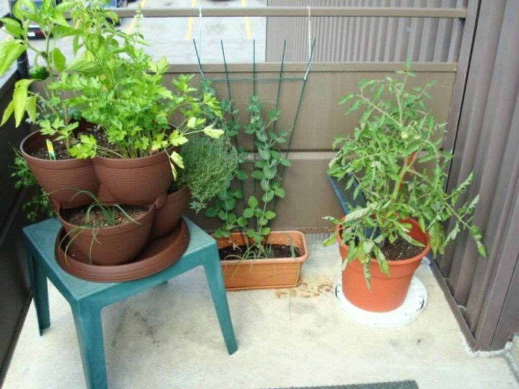 A balcony herb garden.