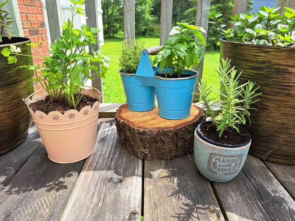 Herbs growing in pots on the balcony.