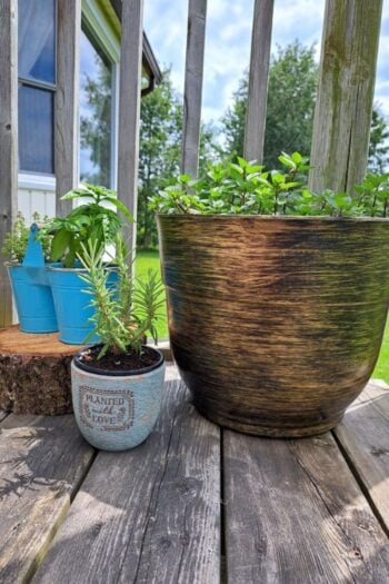 Three pots of herbs growing on a balcony.