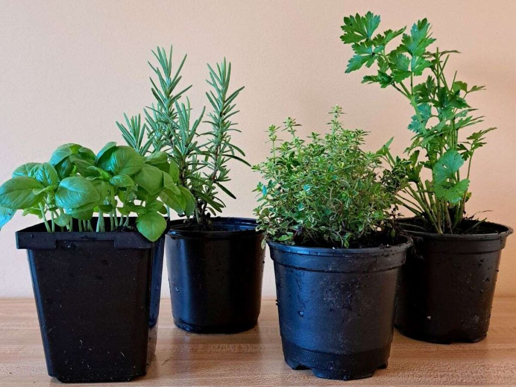 Four pots of herbs sitting on the kitchen counter to be planted in mason jars.
