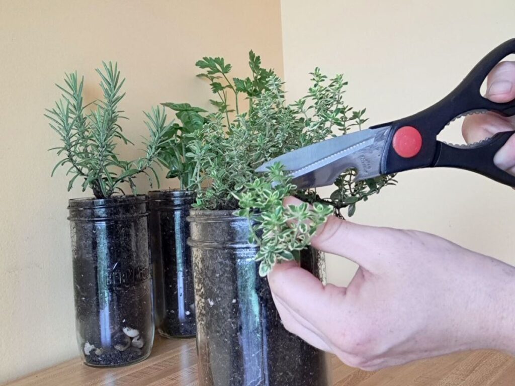 Harvesting thyme from an indoor mason jar herb garden on the kitchen counter.