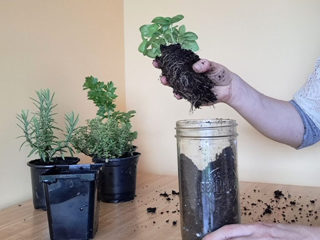 Planting a basil plant in a mason jar.