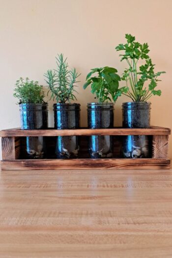 Herbs sitting on the kitchen counter growing in mason jars.
