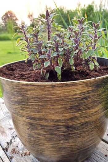 Tri colour sage growing in a pot on the deck