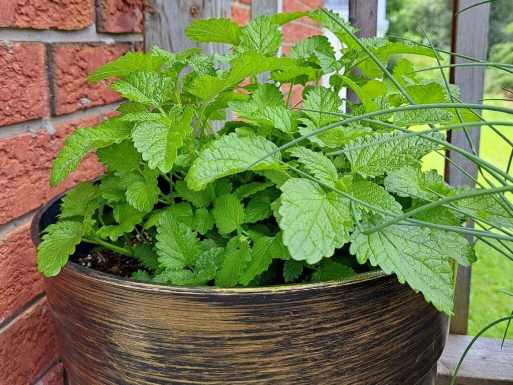 Lemon balm growing in a pot on a deck.