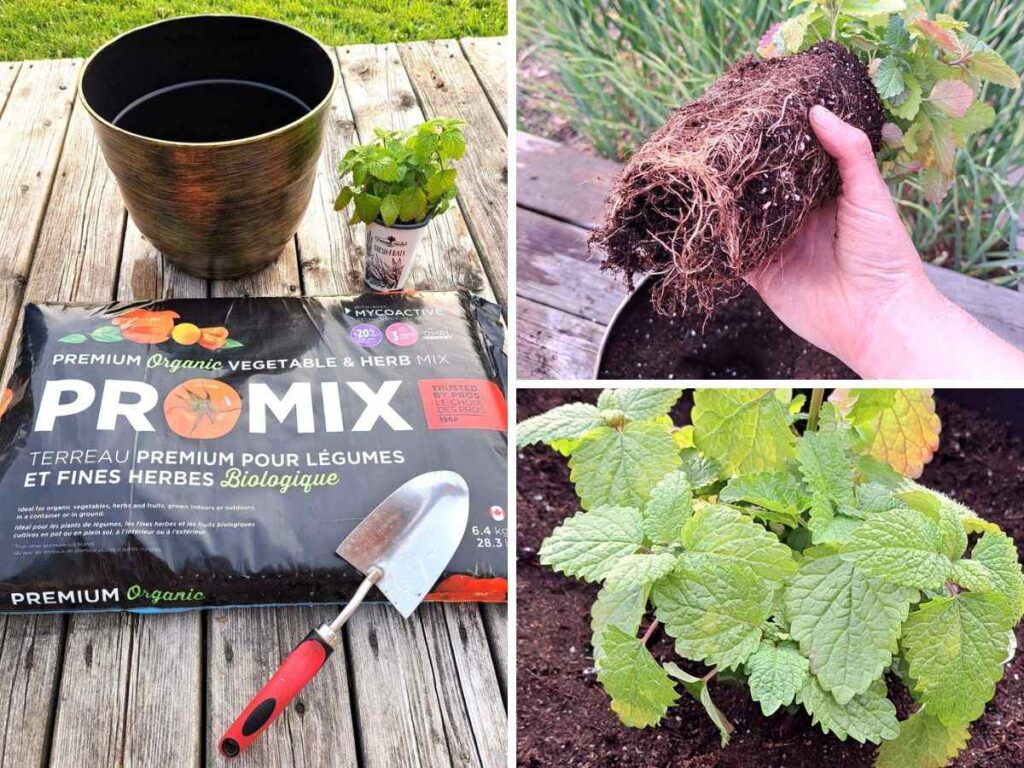 Steps to growing lemon balm in pots