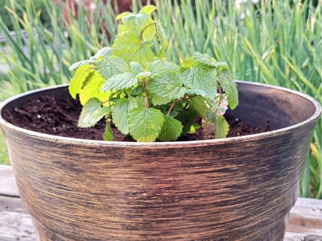 A small lemon balm plant growing in a pot out on the patio