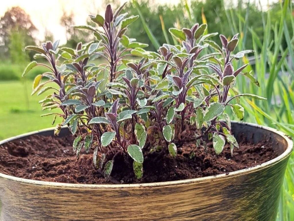 Sage growing in a pot outside.