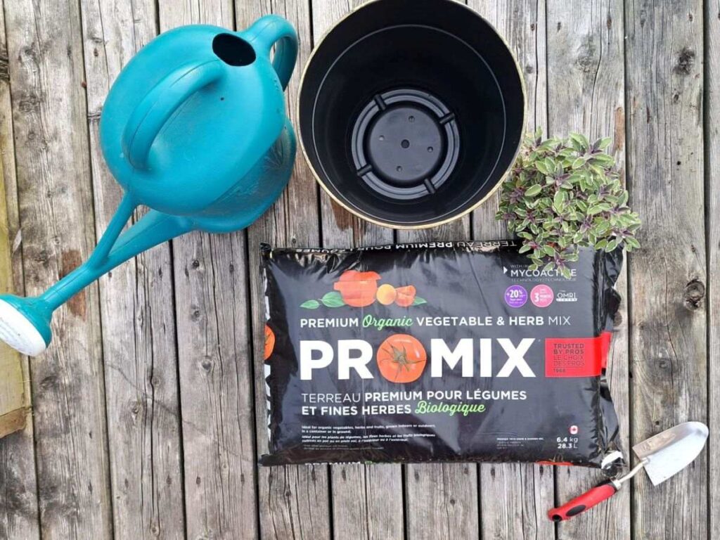 Materials gathered on the deck to plant sage in a pot. Watering can, pot, sage, soil, and a small hand trowel.
